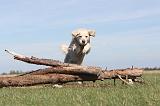 GOLDEN RETRIEVER 186